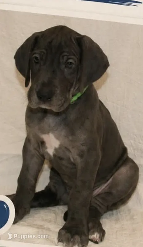 Runt-a-saurus – Great Dane puppy for sale in Mesa, AZ