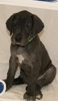 Runt-a-saurus, a male Great Dane for sale in Mesa, AZ – 1 of 1