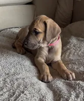Peaches, a female Great Dane for sale in Mesa, AZ – 2 of 2