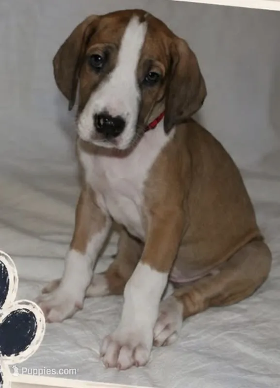Blaze – Great Dane puppy for sale in Mesa, AZ