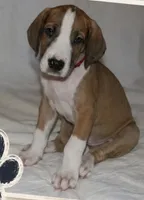 Blaze, a male Great Dane for sale in Mesa, AZ – 1 of 3