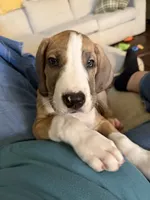 Blaze, a male Great Dane for sale in Mesa, AZ – 3 of 3