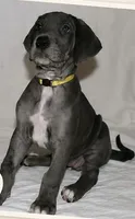 Blue Girl, a female Great Dane for sale in Mesa, AZ – 3 of 3