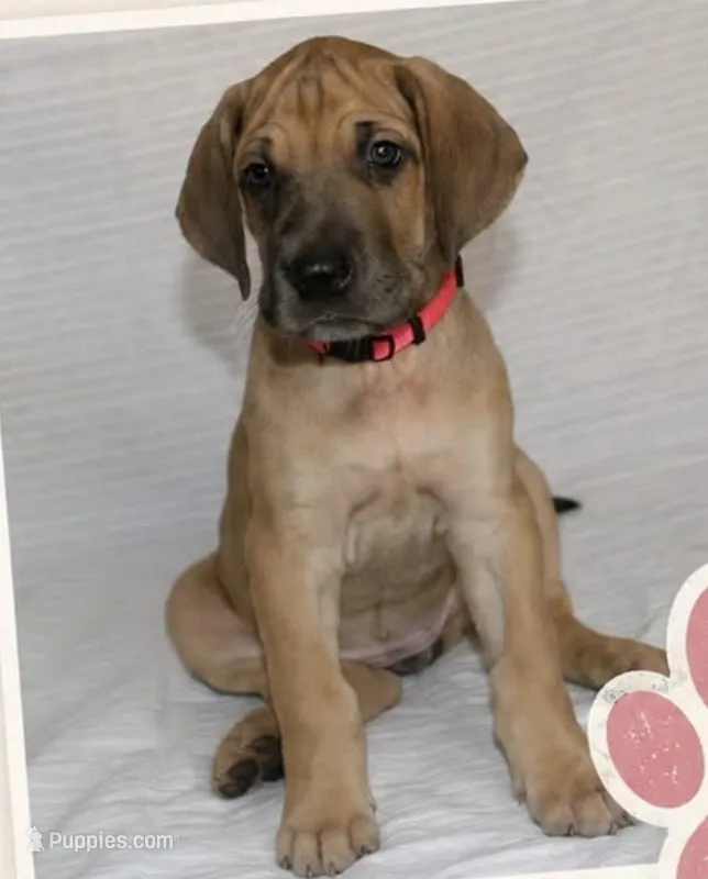 Peaches – Great Dane puppy for sale in Mesa, AZ