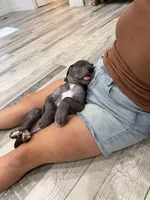 Blue Girl, a female Great Dane for sale in Mesa, AZ – 2 of 3