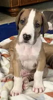 Blaze, a male Great Dane for sale in Mesa, AZ – 2 of 3