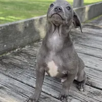 Steel Solid Blue, a male Chihuahua for sale in Hazelwood, MO – Photo 1 of 5