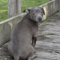 Steel Solid Blue, a male Chihuahua for sale in Hazelwood, MO – Photo 5 of 5