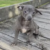 Steel Solid Blue, a male Chihuahua for sale in Hazelwood, MO – Photo 4 of 5