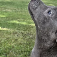 Steel Solid Blue, a male Chihuahua for sale in Hazelwood, MO – Photo 2 of 5