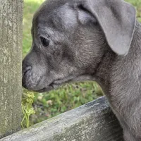 Steel Solid Blue, a male Chihuahua for sale in Hazelwood, MO – Photo 3 of 5