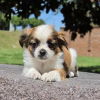 Sally, a female Shih Tzu and Poodle - Toy  for sale in Hazelwood, MO – Photo 2 of 3