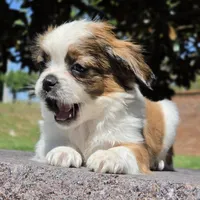 Sally, a female Shih Tzu and Poodle - Toy  for sale in Hazelwood, MO – Photo 3 of 3