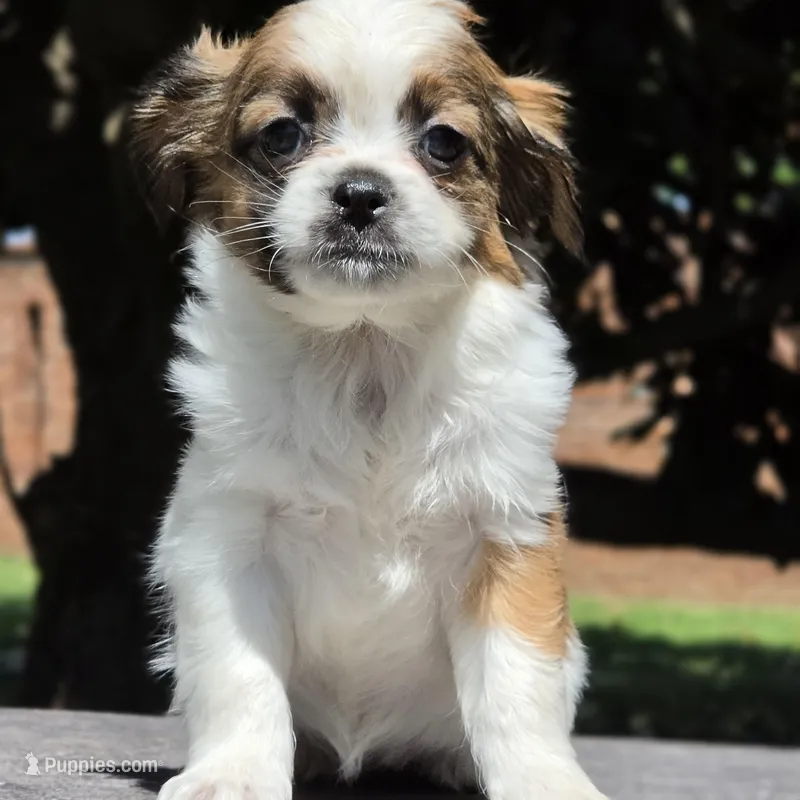 Sally – Shih Tzu, Poodle - Toy  puppy for sale in Hazelwood, MO