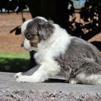 Fera BLUE AND White!, a female Shih Tzu and Poodle - Toy  for sale in Hazelwood, MO – Photo 2 of 3