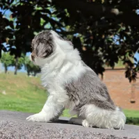 Fera BLUE AND White!, a female Shih Tzu and Poodle - Toy  for sale in Hazelwood, MO – Photo 3 of 3