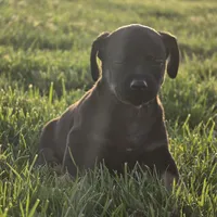 Paco, a male Chihuahua for sale in Hazelwood, MO – Photo 3 of 3