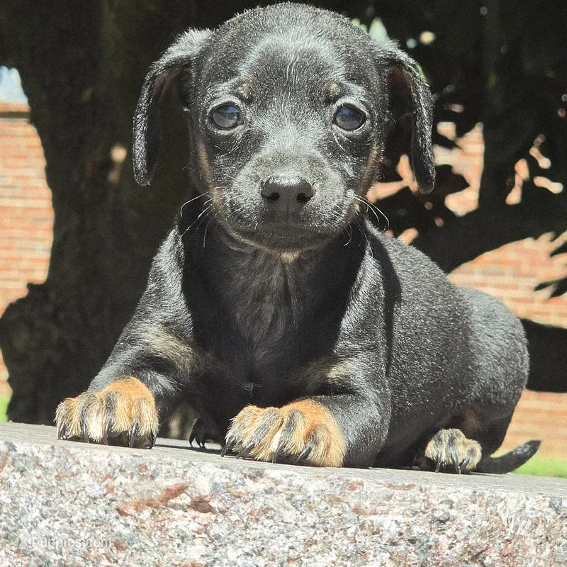 Paco  – Chihuahua puppy for sale in Hazelwood, MO