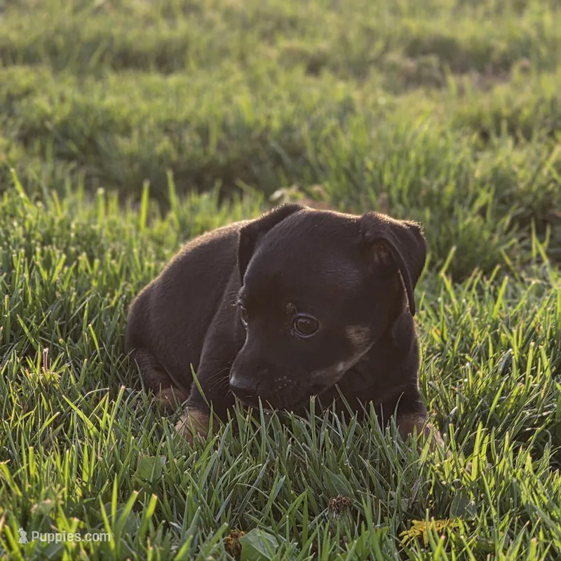Paco – Chihuahua puppy for sale in Hazelwood, MO
