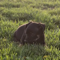 Paco, a male Chihuahua for sale in Hazelwood, MO – Photo 1 of 3