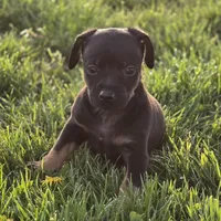 Paco, a male Chihuahua for sale in Hazelwood, MO – Photo 2 of 3