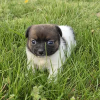 Footie , a male Chihuahua for sale in Hazelwood, MO – Photo 2 of 3