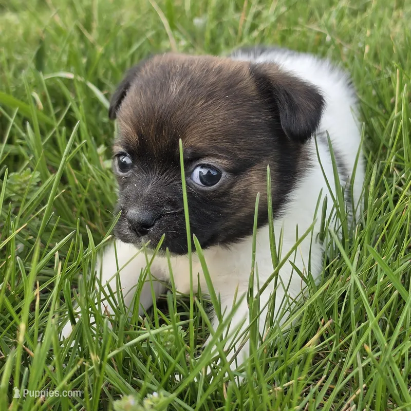 Footie  – Chihuahua puppy for sale in Hazelwood, MO