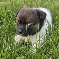 Footie , a male Chihuahua for sale in Hazelwood, MO – Photo 1 of 3