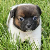 Footie , a male Chihuahua for sale in Hazelwood, MO – Photo 3 of 3