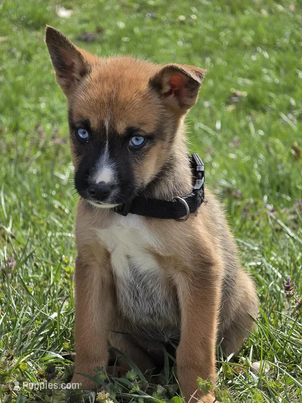Demonia – German Shepherd Dog, Siberian Husky puppy for sale in Hazelwood, MO