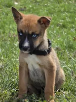 Demonia, a female German Shepherd Dog and Siberian Husky for sale in Hazelwood, MO – Photo 1 of 4