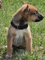 Demonia, a female German Shepherd Dog and Siberian Husky for sale in Hazelwood, MO – Photo 3 of 4