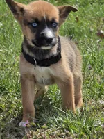 Demonia, a female German Shepherd Dog and Siberian Husky for sale in Hazelwood, MO – Photo 4 of 4