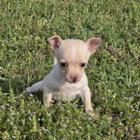 Happy 16oz!, a female Chihuahua for sale in Hazelwood, MO – Photo 2 of 6