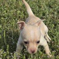 Happy 16oz!, a female Chihuahua for sale in Hazelwood, MO – Photo 4 of 6