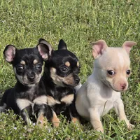 Happy 16oz!, a female Chihuahua for sale in Hazelwood, MO – Photo 6 of 6