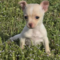 Happy 16oz!, a female Chihuahua for sale in Hazelwood, MO – Photo 5 of 6