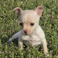 Happy 16oz!, a female Chihuahua for sale in Hazelwood, MO – Photo 1 of 6