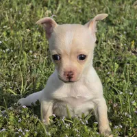 Happy 16oz!, a female Chihuahua for sale in Hazelwood, MO – Photo 3 of 6