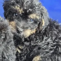 Roscoe Toy Poodle, a female Poodle - Toy  for sale in Hazelwood, MO – Photo 2 of 3