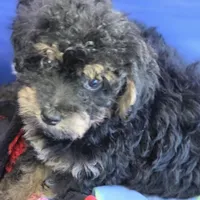 Roscoe Toy Poodle, a female Poodle - Toy  for sale in Hazelwood, MO – Photo 1 of 3