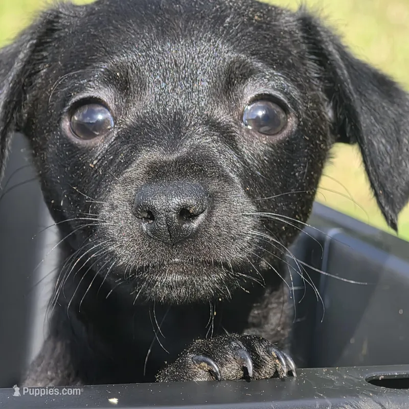 Axel – Dachshund, Chihuahua puppy for sale in Hazelwood, MO
