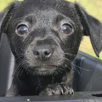 Axel, a male Dachshund and Chihuahua for sale in Hazelwood, MO – Photo 1 of 6