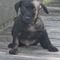 Axel, a male Dachshund and Chihuahua for sale in Hazelwood, MO – Photo 4 of 6