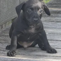 Axel, a male Dachshund and Chihuahua for sale in Hazelwood, MO – Photo 2 of 6