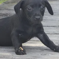 Axel, a male Dachshund and Chihuahua for sale in Hazelwood, MO – Photo 5 of 6