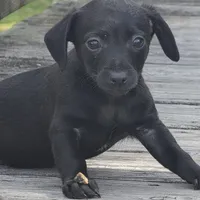 Axel, a male Dachshund and Chihuahua for sale in Hazelwood, MO – Photo 3 of 6