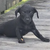 Axel, a male Dachshund and Chihuahua for sale in Hazelwood, MO – Photo 6 of 6