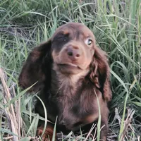 Long-haired Choc Damier, a male Dachshund for sale in Hazelwood, MO – Photo 5 of 5