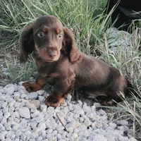 Long-haired Choc Damier, a male Dachshund for sale in Hazelwood, MO – Photo 1 of 5